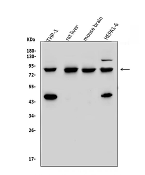 Vinexin/SORBS3 Antibody