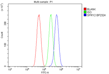 Spry-2/SPRY2 Rabbit Polyclonal Antibody