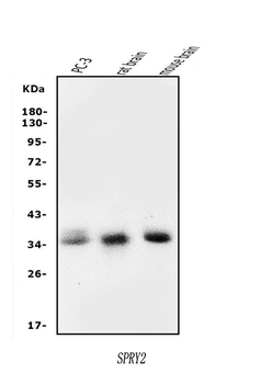 Spry-2/SPRY2 Rabbit Polyclonal Antibody
