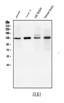 ULK1 Antibody