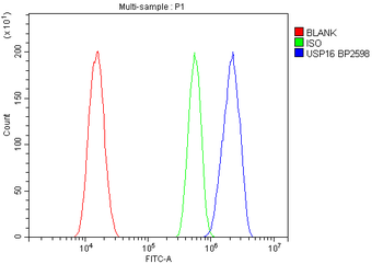 USP16 Rabbit Polyclonal Antibody
