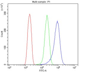 Vinculin/VCL Antibody