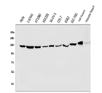 Vinculin/VCL Antibody