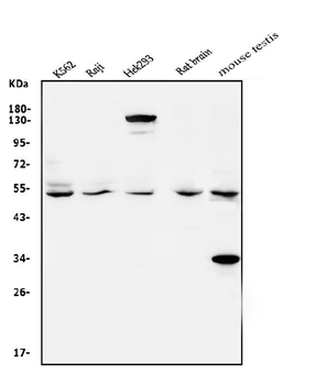 VPS4A Rabbit Polyclonal Antibody