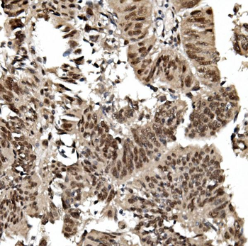 TIF1 gamma/TRIM33 Antibody (monoclonal, 8I8)