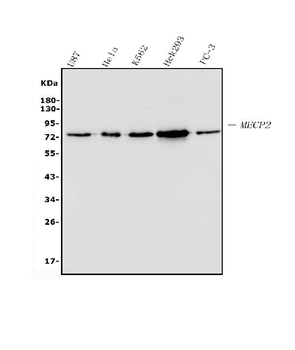 MECP2 Antibody (monoclonal, 2G3)