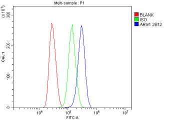 liver Arginase/ARG1 Antibody (monoclonal, 2B12)