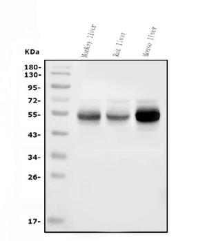 Cytochrome p450 2C19/CYP2C19 Mouse Monoclonal Antibody