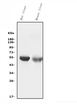 Cytochrome p450 2C19/CYP2C19 Mouse Monoclonal Antibody