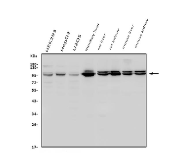 Aconitase 1/ACO1 Antibody