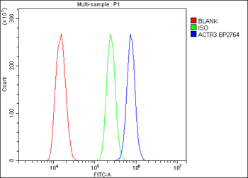 Arp3/ACTR3 Rabbit Polyclonal Antibody