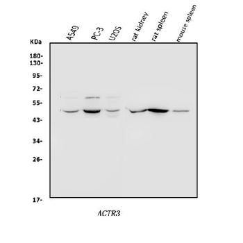 Arp3/ACTR3 Rabbit Polyclonal Antibody