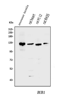Bub1 Rabbit Polyclonal Antibody