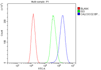 NDP52/CALCOCO2 Rabbit Polyclonal Antibody