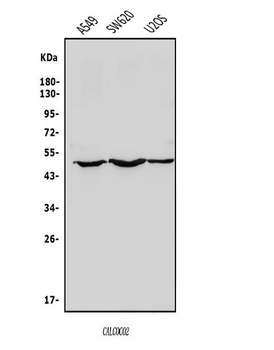 NDP52/CALCOCO2 Rabbit Polyclonal Antibody
