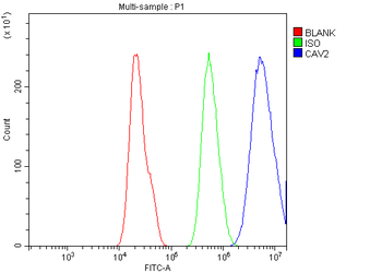 Caveolin-2/CAV2 Antibody