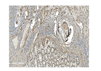 Caveolin-2/CAV2 Antibody