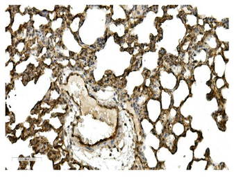 Caveolin-2/CAV2 Antibody