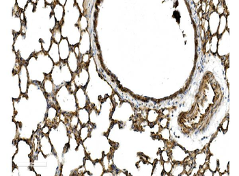 Caveolin-2/CAV2 Antibody