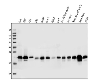 Caveolin-2/CAV2 Antibody