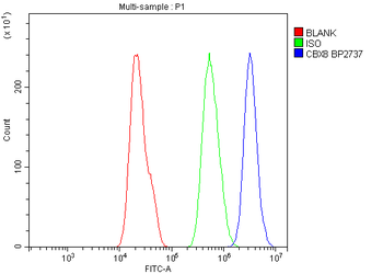 Cbx8 Antibody