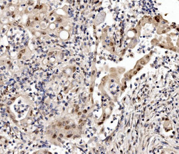 Cbx8 Antibody