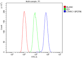 CTHRC1 Antibody