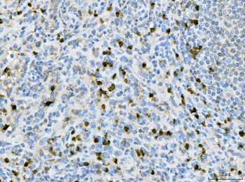 CXCR2 Antibody