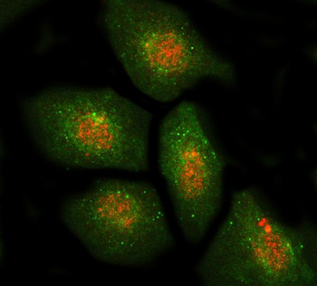DBF4 Rabbit Polyclonal Antibody