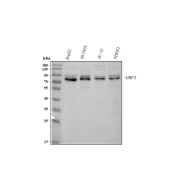 DBF4 Rabbit Polyclonal Antibody