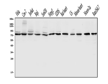 DLL1 Rabbit Polyclonal Antibody