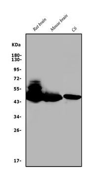 GAP43 Rabbit Polyclonal Antibody