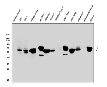 Glutaminase/GLS Antibody