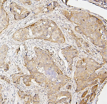 IRF3 Antibody