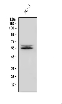 IRF3 Antibody