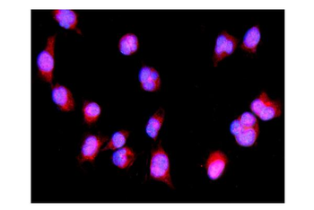 IRF3 Antibody