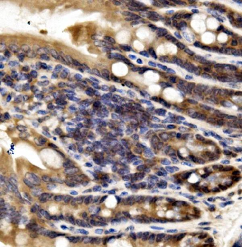 IRF3 Antibody