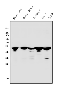 IRF3 Antibody