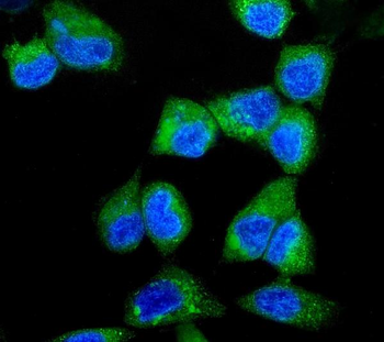 ITCH/AIP4 Antibody