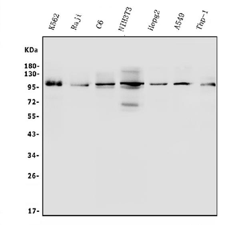 ITCH/AIP4 Antibody