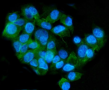 ApoER2/LRP8 Antibody