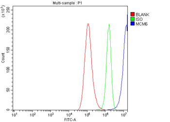 MCM6 Antibody