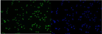 MCM6 Antibody