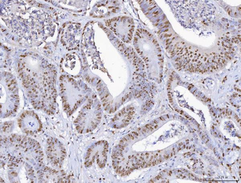 MCM6 Antibody