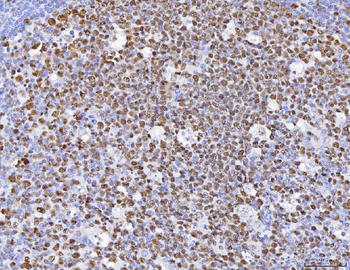 MCM6 Antibody