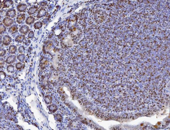 MCM6 Antibody