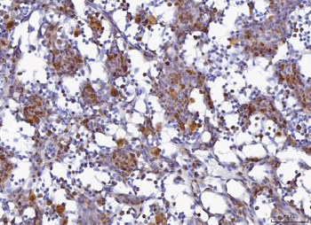 MCM6 Antibody