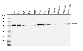 MCM6 Antibody