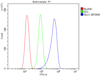 MLC1 Rabbit Polyclonal Antibody