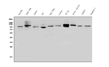 PVRL1/NECTIN1 Antibody